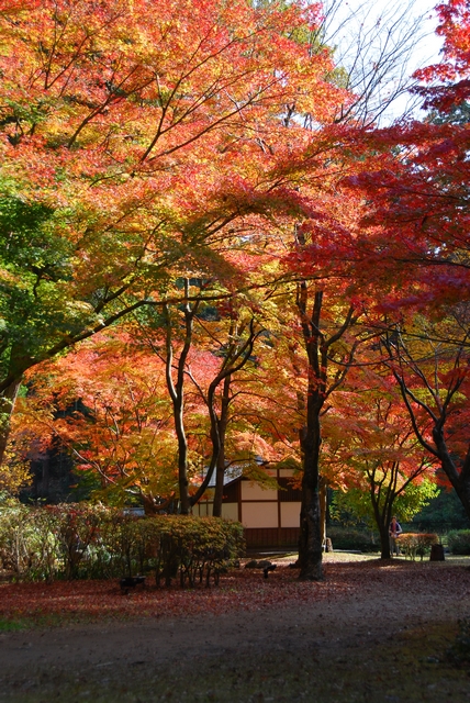 色鮮やかな「もみじ谷」の紅葉～偕楽園公園・水戸市～_f0234447_21145190.jpg