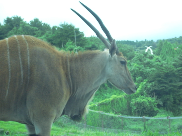 動物の写真_d0194258_23164530.jpg