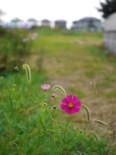 和邇（わに）散歩写真_c0191967_21135219.jpg