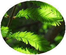 e0041168_10234.jpg