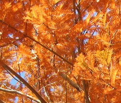 e0041168_1031061.jpg