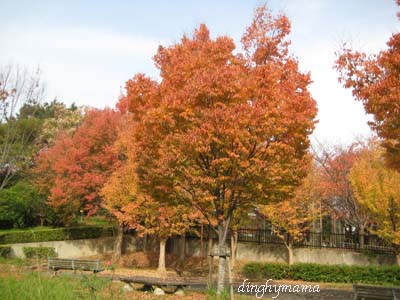 秋鮭の炊き込みご飯☆紅葉_c0117570_1531459.jpg