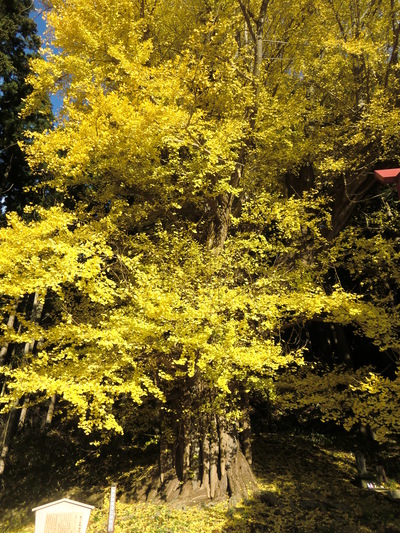 樹齢約８００年のイチョウの巨木_f0236270_1821487.jpg