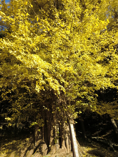 樹齢約８００年のイチョウの巨木_f0236270_18233795.jpg
