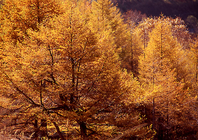 e0165983_1173826.jpg