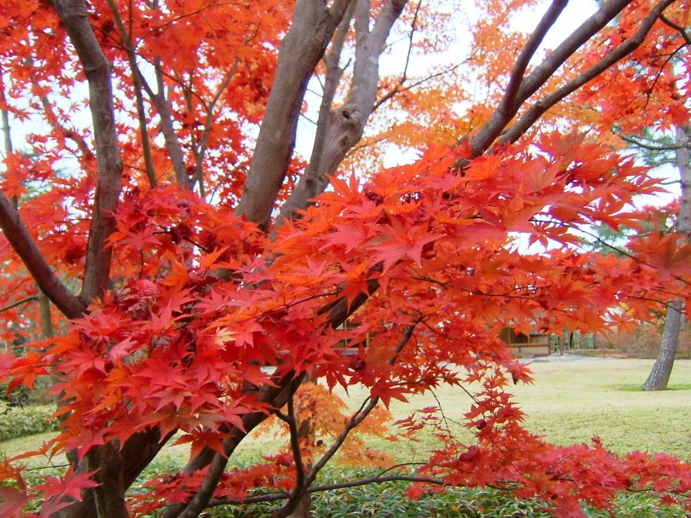 小林古径邸の紅葉！_e0065084_21193134.jpg