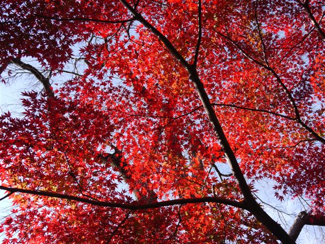 2010紅葉第一弾!!長谷山本土寺です、綺麗でした(*^^)v_b0175688_19185280.jpg