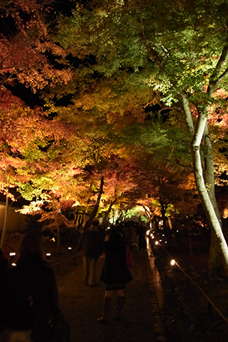 京都嵐山紅葉2010（宝厳院 夜の特別拝観）_d0110794_1105630.jpg