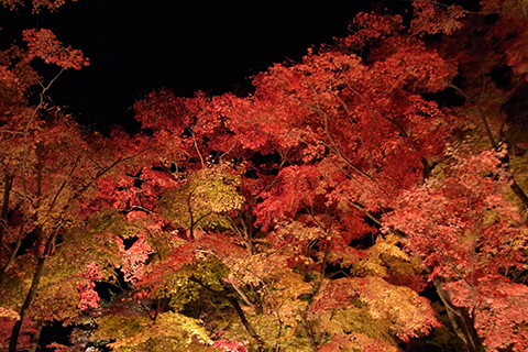 京都嵐山紅葉2010（宝厳院 夜の特別拝観）_d0110794_116431.jpg