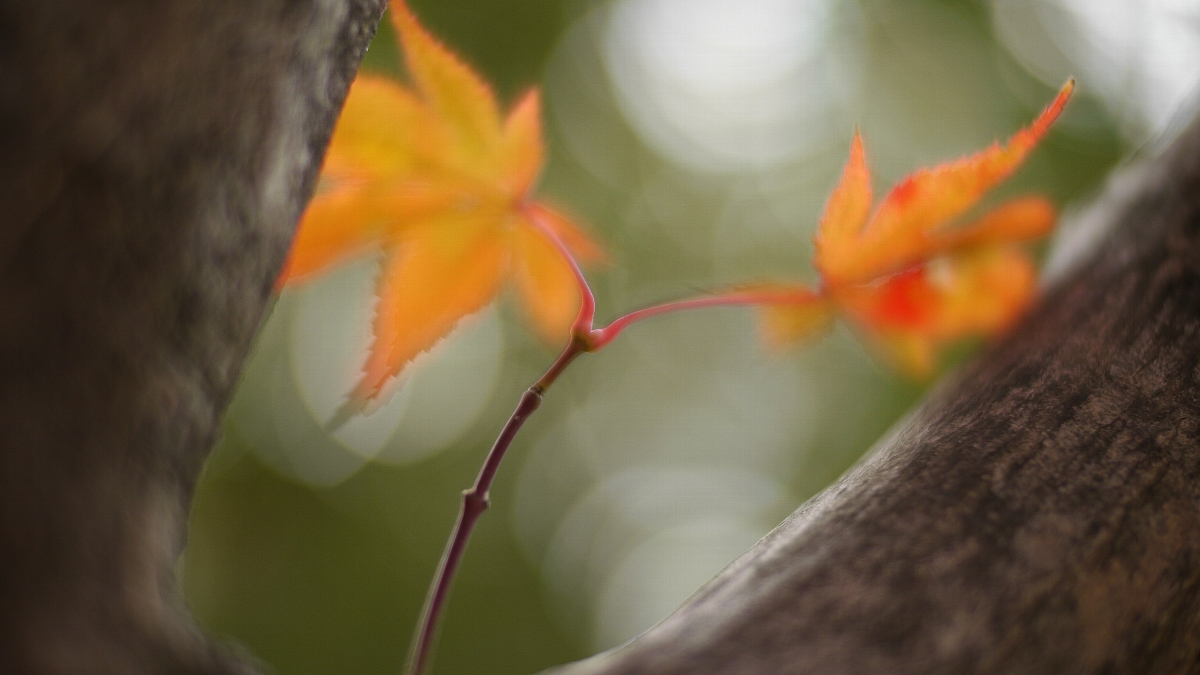 NOKTON 25ｍｍＦ０．９５がやって来た＾＾；_c0124795_2073179.jpg