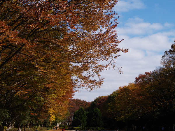 航空公園の紅葉1 たかくねんのゆるゆる ライフ 航空公園の紅葉1 たかくねんのゆるゆる ライフ