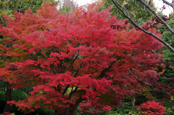 昭和記念公園　紅葉　５（日本庭園）_b0151409_2224376.jpg