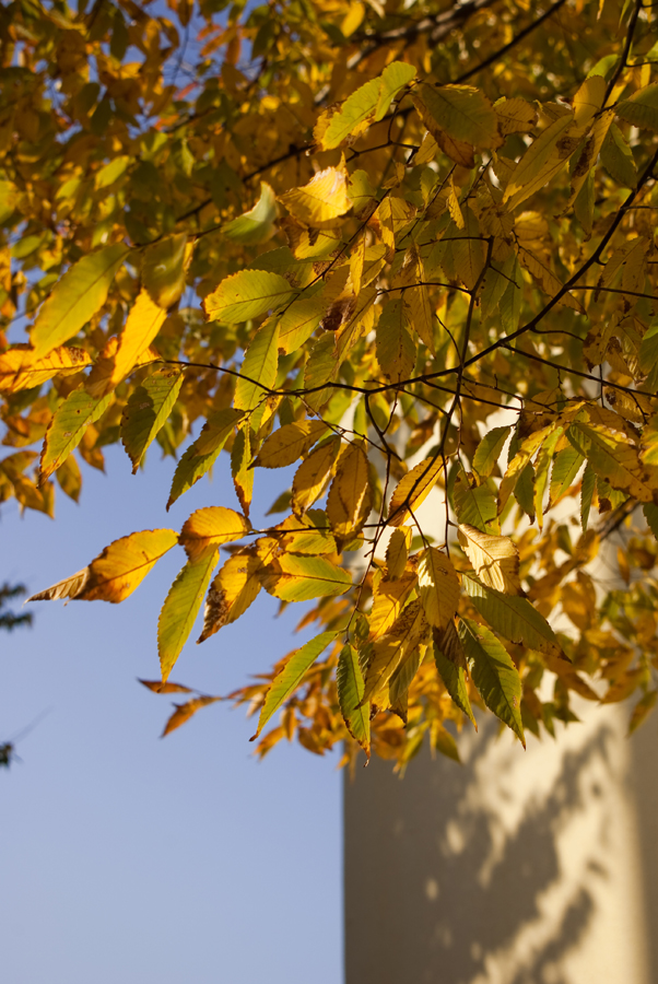 AUTUMN LEAVES_c0195620_1433917.jpg