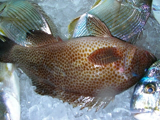 a0132631_1222495.jpg