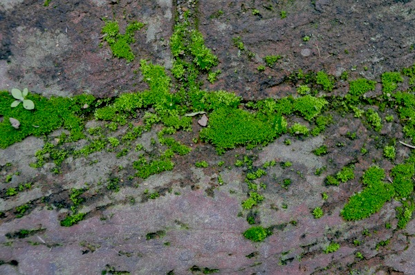 moss_b0172633_1032068.jpg