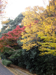 紅葉とワクワク感(o(^ー^)o)_f0038336_813688.jpg