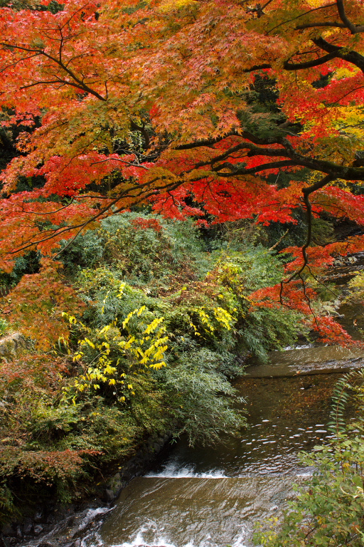 紅葉散策５　湯河原もみじの郷_d0029744_23323972.jpg