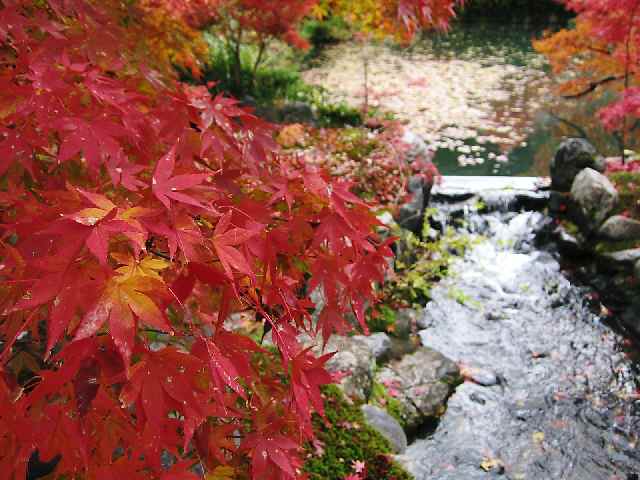 【もみじの永観堂（2010年11月23日）】_b0009849_12302160.jpg