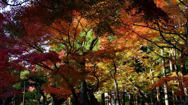 錦秋の都路２０１０ （鷹峯 しょうざんの紅葉 ） (2010年11月26日)_c0119555_22493798.jpg