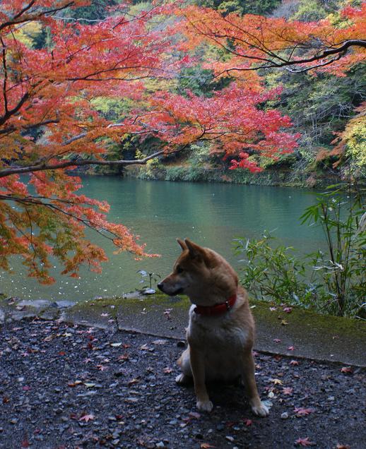 嵐山・亀山公園の紅葉_b0063958_19334726.jpg