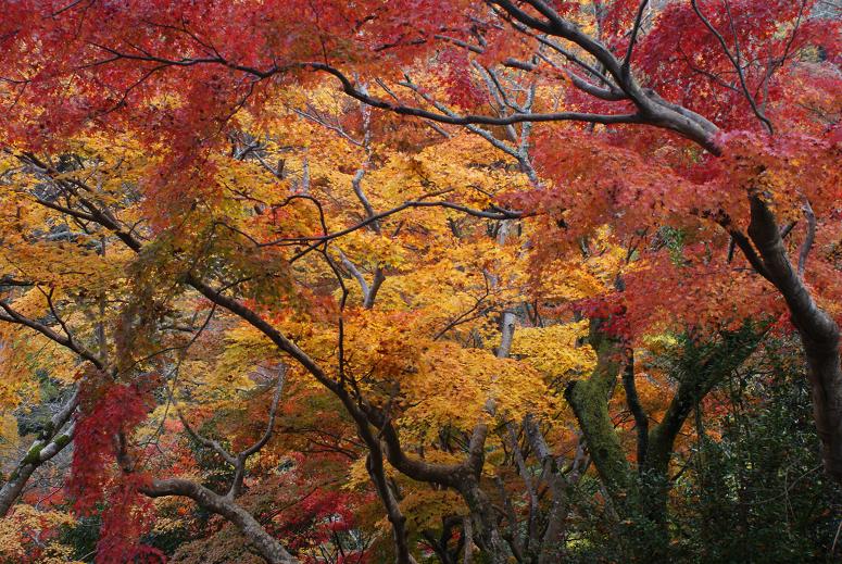 嵐山・亀山公園の紅葉_b0063958_19341771.jpg