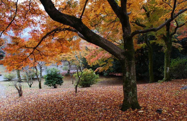 嵐山・亀山公園の紅葉_b0063958_19344849.jpg