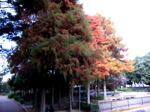 徳島公園の紅葉_d0024958_23155314.jpg