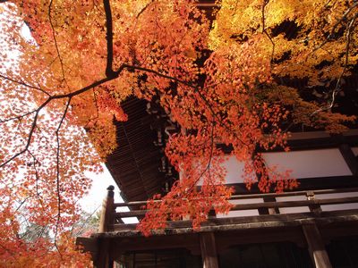 京都の紅葉 （真如堂）_b0112263_17143171.jpg