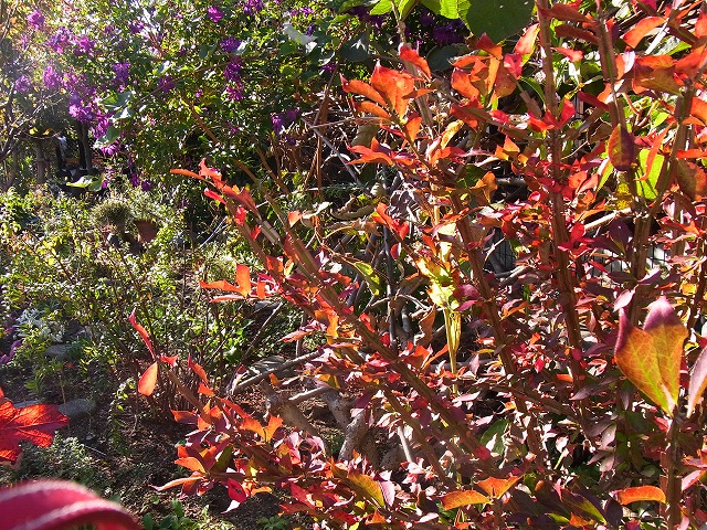 e0181373_20201310.jpg
