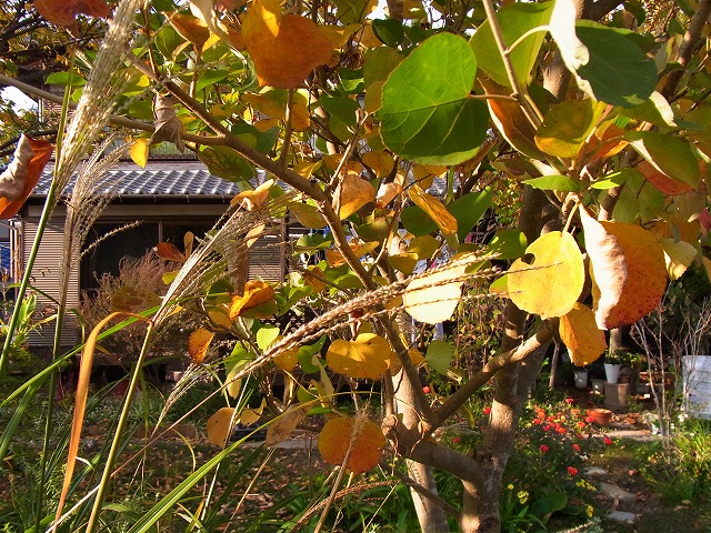 e0181373_2021286.jpg