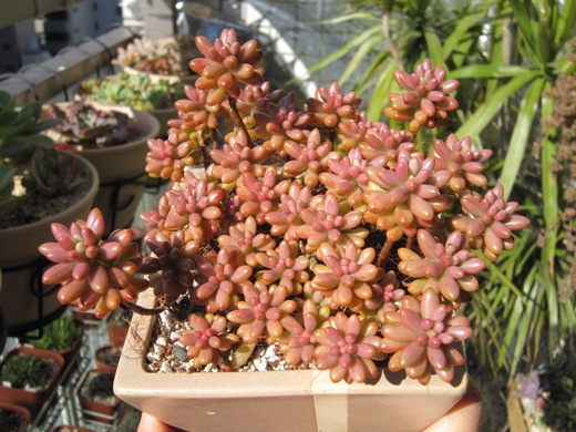 セダム ピンクのオーロラ Succulents Crazy セダム ピンクのオーロラ Succulents Crazy