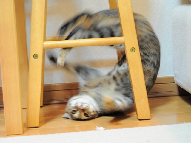 紙くずハンター_a0126590_511810.jpg