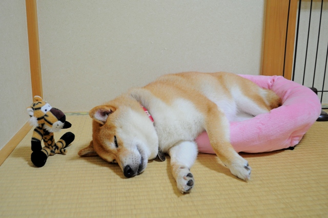紙くずハンター_a0126590_5123524.jpg