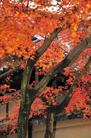 京を歩く～洛北\"秋の大徳寺\"小さな庭に大海を見た!!_b0155692_1710444.jpg