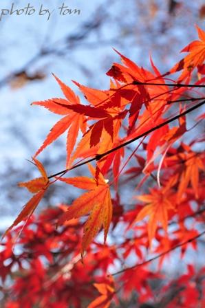 京を歩く～洛北\"秋の大徳寺\"小さな庭に大海を見た!!_b0155692_22435073.jpg