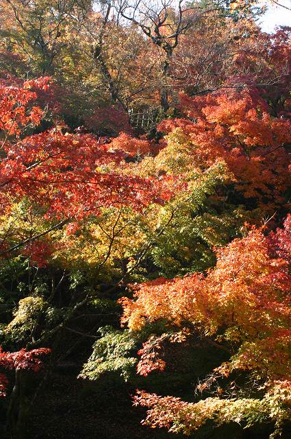 東福寺～今熊野観音寺～東山七条_e0061694_02910.jpg