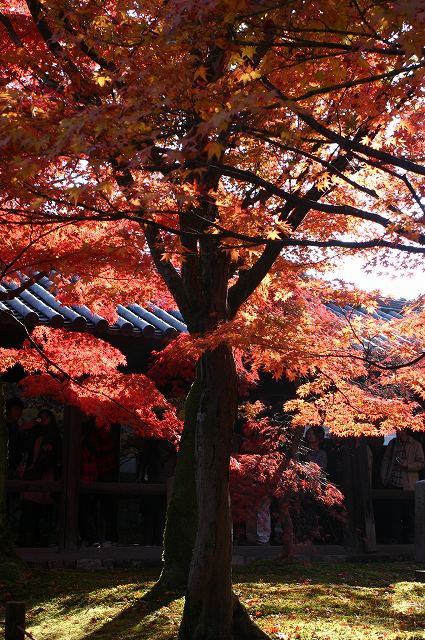 東福寺～今熊野観音寺～東山七条_e0061694_041138.jpg