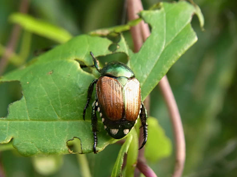 マメコガネ（西公園 2010/07/07撮影）_f0204094_22241993.jpg