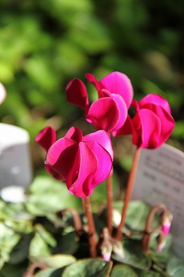 a0123003_18913100.jpg