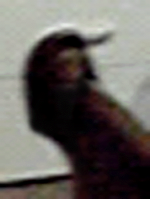 e0103408_133121.gif