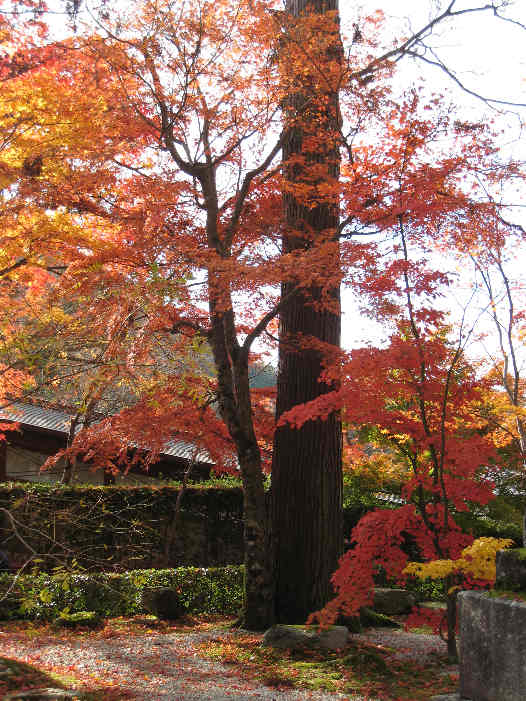 紅葉の永源寺と湖東三山の旅_d0154609_11531343.jpg