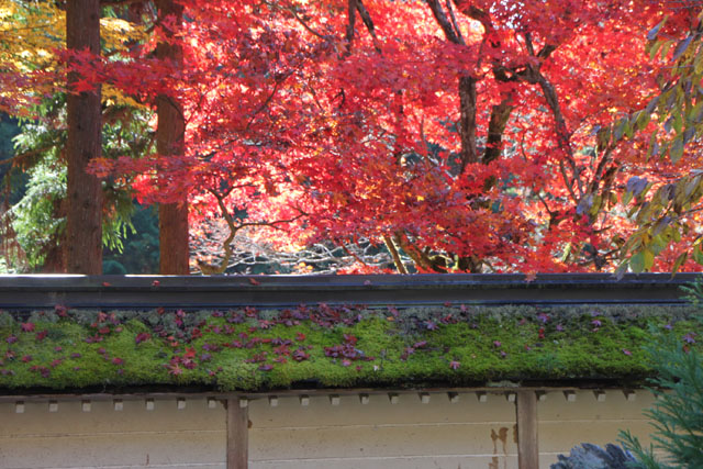 常照皇寺_e0048413_2218767.jpg