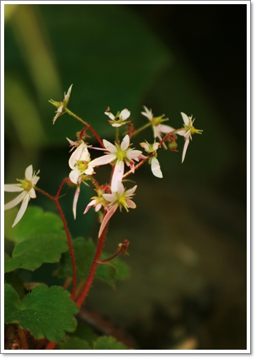   帰化植物と共生・・大文字草　　　見納めの東行庵紅葉_d0025414_23115978.jpg