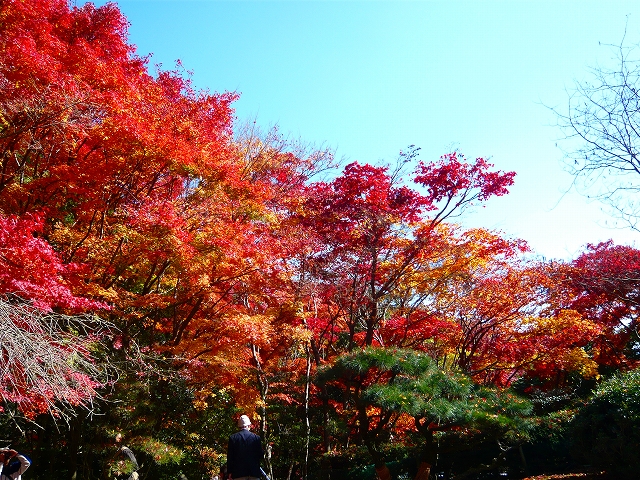 紅葉のじゅうたん★と赤とんぼ_f0223914_21303947.jpg