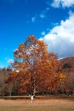 濃い霧の朝　　　　　朽木小川・気象台より_c0044819_20472175.jpg