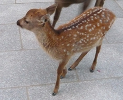 奈良 吉城園の紅葉 _b0019820_23211757.jpg