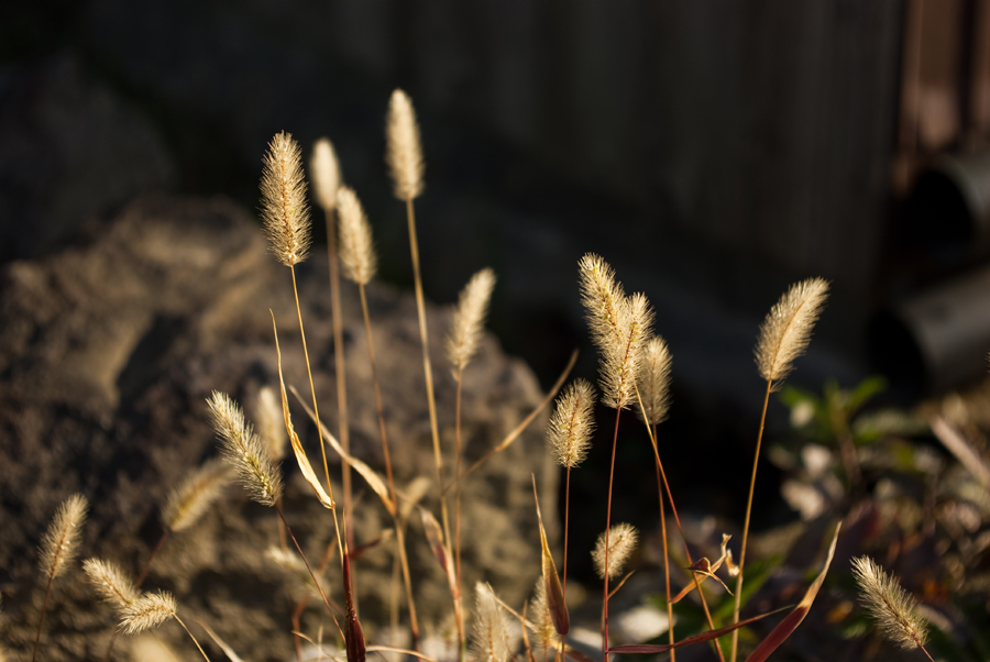 SUNSHINE_c0195620_11311739.jpg