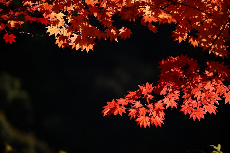 蓼科、横谷渓谷の風景　６（奥さんが撮影した紅葉は・・・）_d0170525_326287.jpg