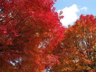 2010.11.27　八郷山荘　木古里_e0202031_21434174.jpg