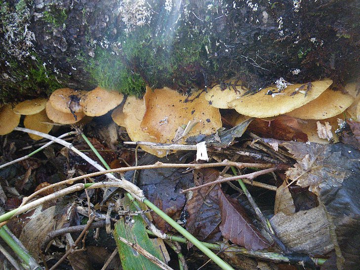 f0118332_2383710.jpg